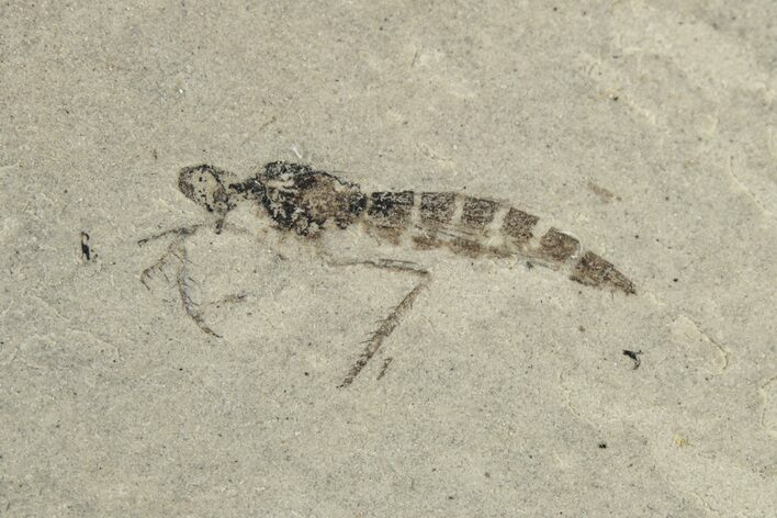 Fossil Fly (Diptera) - Green River Formation, Colorado #250733